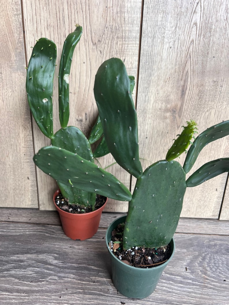 Prickly Pear Cactus 4" Pot | Opuntia Edible Paddle Cactus | Low Maintenance Indoor Outdoor