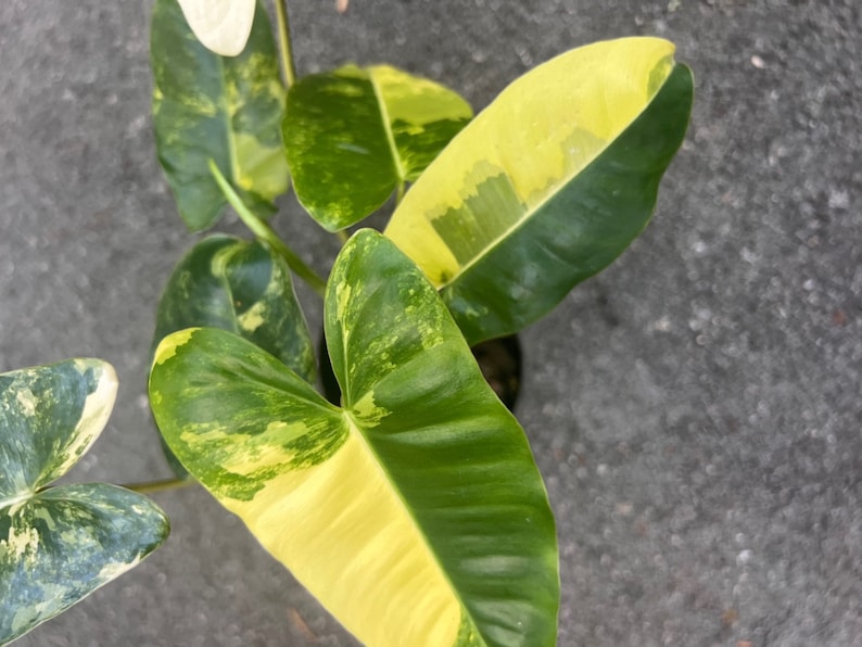 Variegated Burle Marx Plant in 4" Pot - Philodendron 'Burle Marx' Indoor Aroid