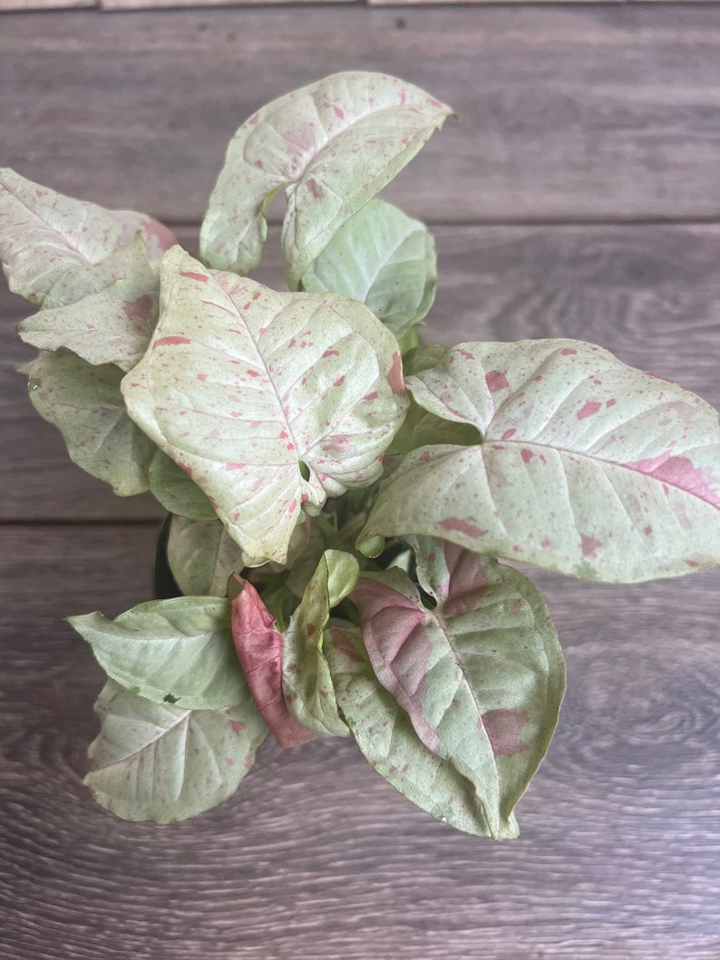 Syngonium Milk Confetti Plant in 4" Pot - Easy Care Variegated Houseplant