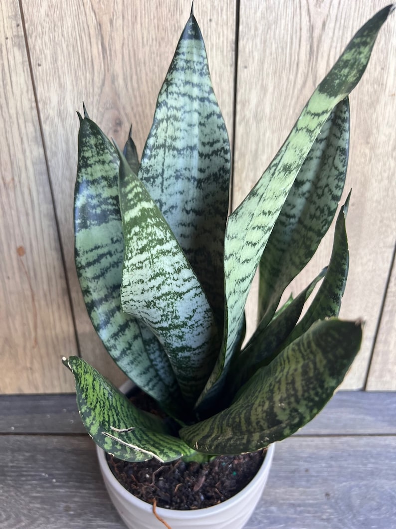 Large Sansevieria Futura Robusta Plant in 6” Pot - Easy Care Snake Plant, Air Purifying