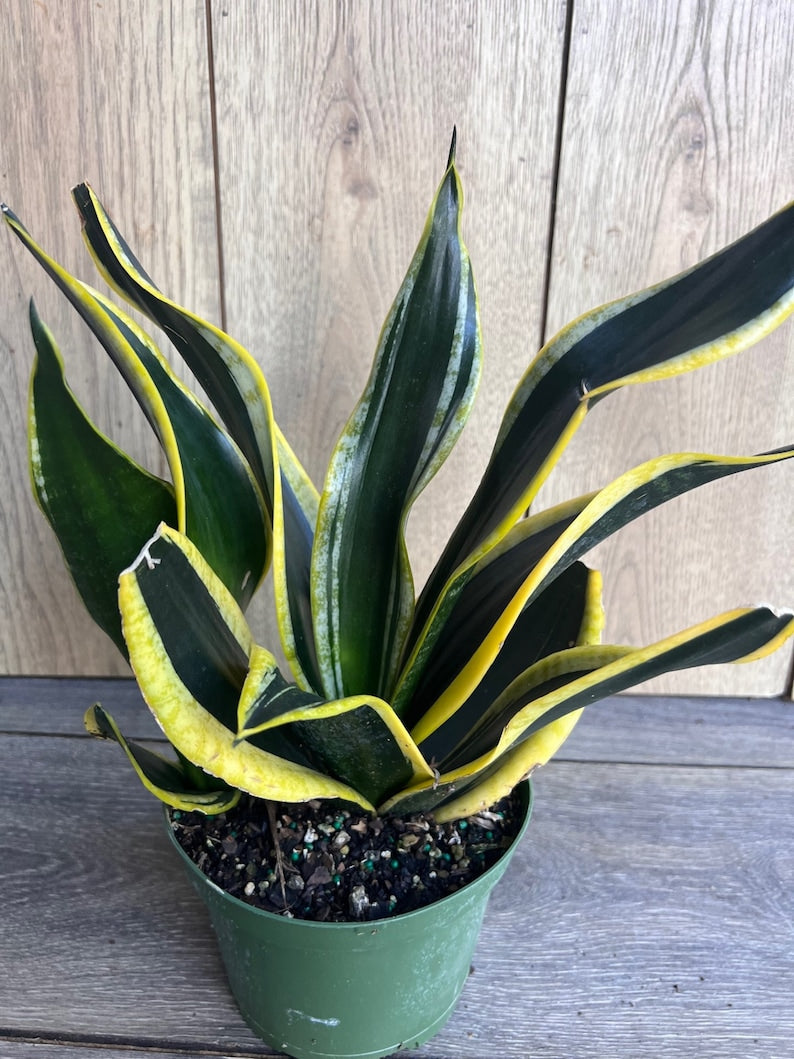 Sansevieria Black Gold Snake Plant in 6" Pot - Easy Care Indoor Sansevieria Trifasciata