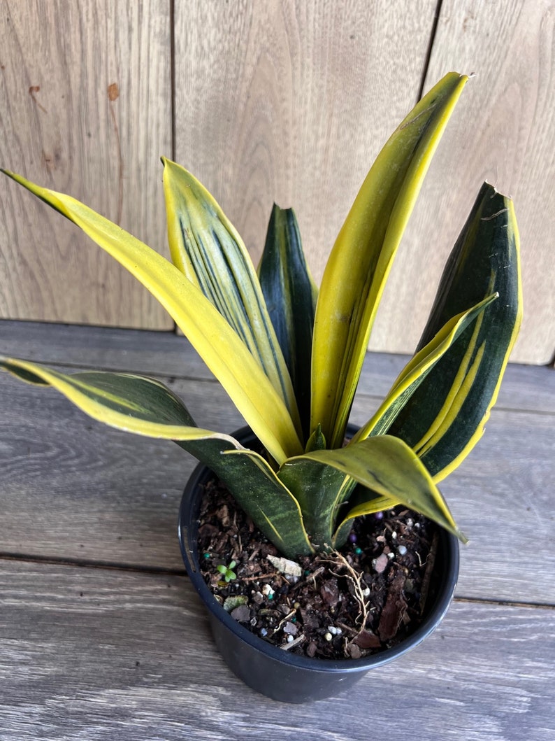 Golden Flame Sansevieria 6" Pot | Low Maintenance Snake Plant | Air Purifying Indoor Plant