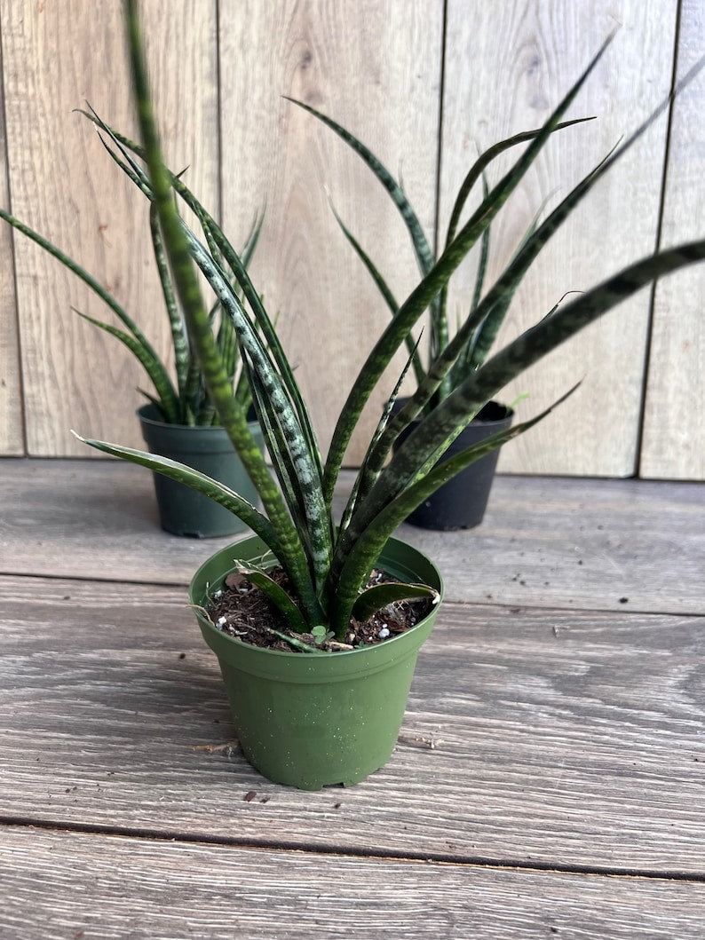 Sansevieria Fernwood Mikado 4" Pot | Air Purifying Snake Plant | Low Light Drought Tolerant Houseplant | Sansevieria trifasciata