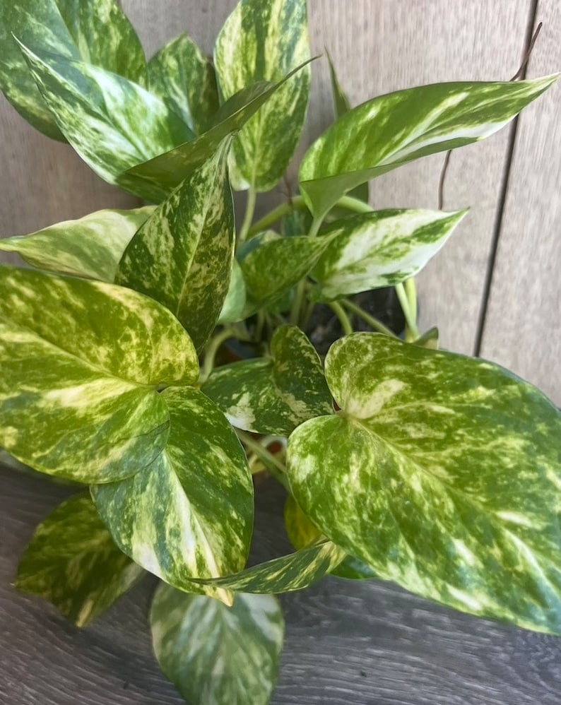 Golden Pothos Plant in 6" Pot | Air Purifying Indoor Houseplant | Epipremnum Aureum