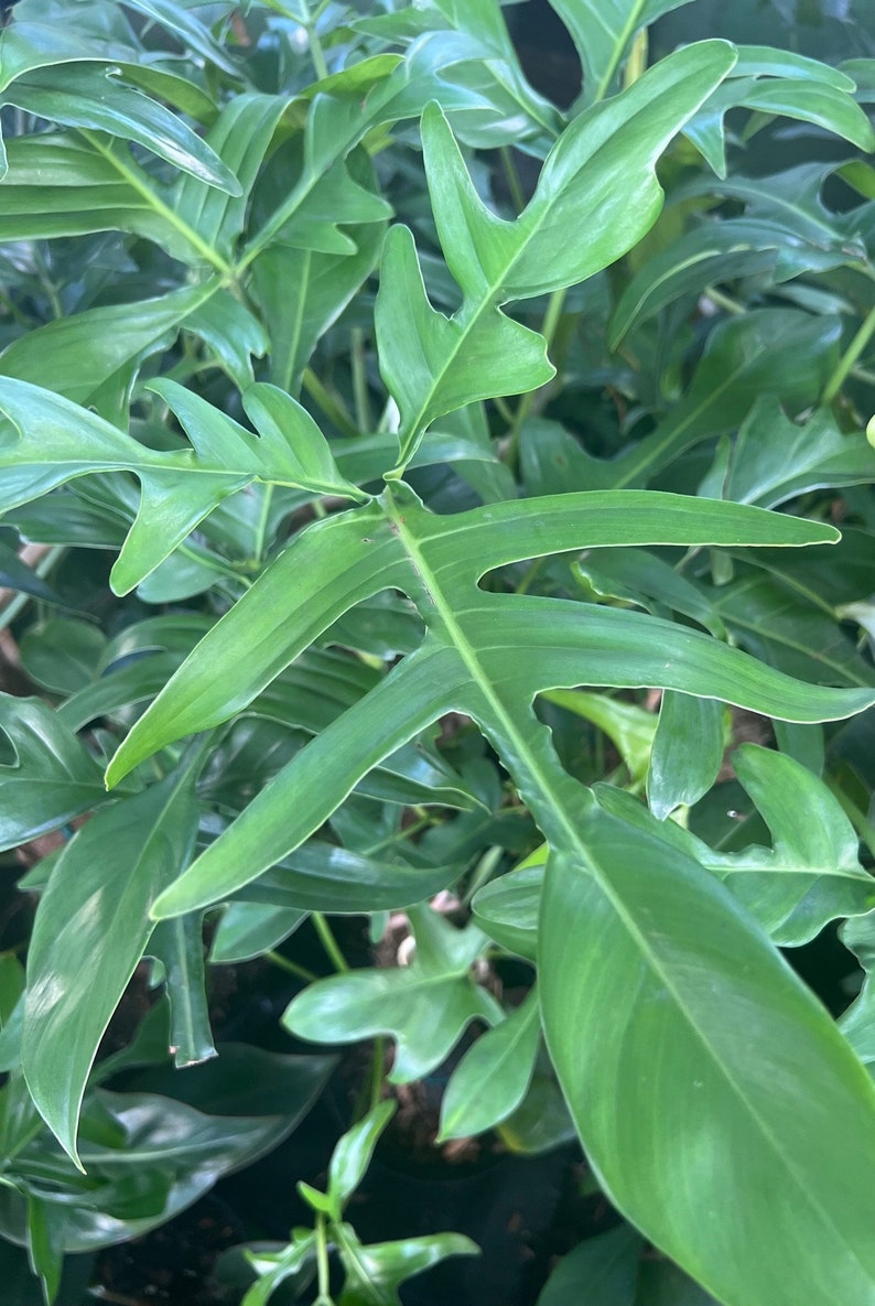 Philodendron Pedatum Glad Hands 4" Pot - Oak Leaf Indoor Plant with Red Stems