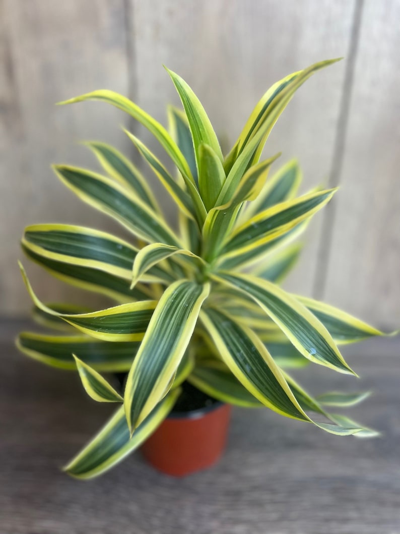 Song of India Plant 4" Pot - Dracaena reflexa Indoor Houseplant