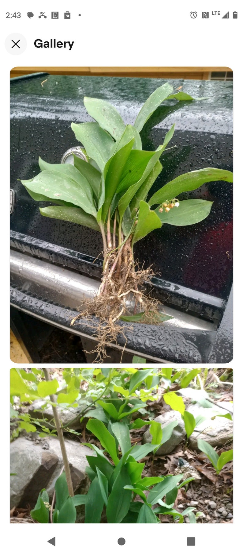 Lily of the Valley Bare Root Plants 20+ | Fragrant White Perennials | Convallaria majalis Garden Flowers