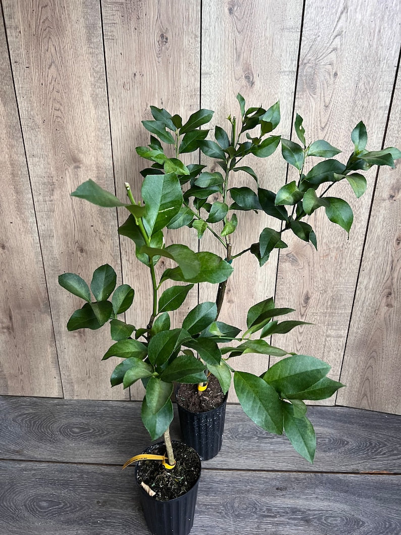 Grafted Lemon Tree 1/2 Gallon Pot, Cold-Hardy Citrus (Citrus limon var. Harvey), Evergreen Fruit Tree for Florida Gardens