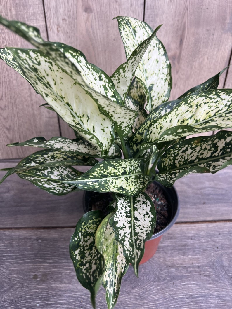 First Diamond Aglaonema Plant in 6" Pot - White Leaves with Green Speckles