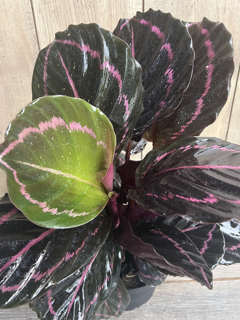 Calathea Dottie Plant in 6" Pot - Black Leaves with Pink Halo, Non-Toxic Indoor Houseplant