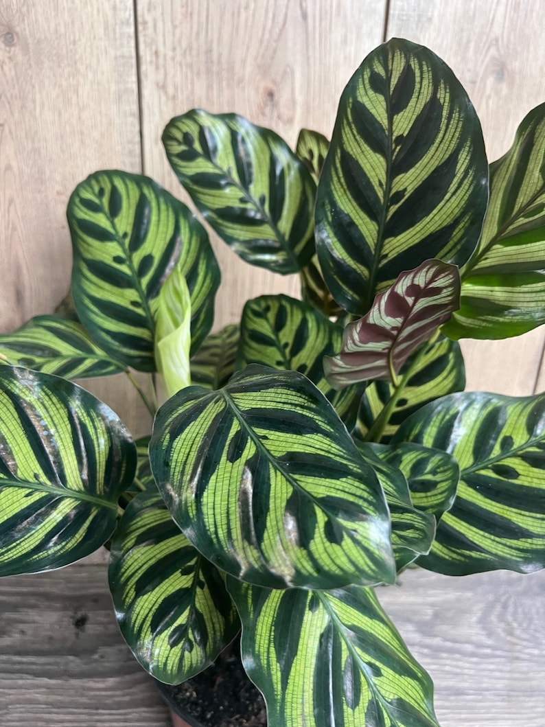Calathea Makoyana 6" Peacock Plant - Non-Toxic Indoor Houseplant with Lush Green Leaves