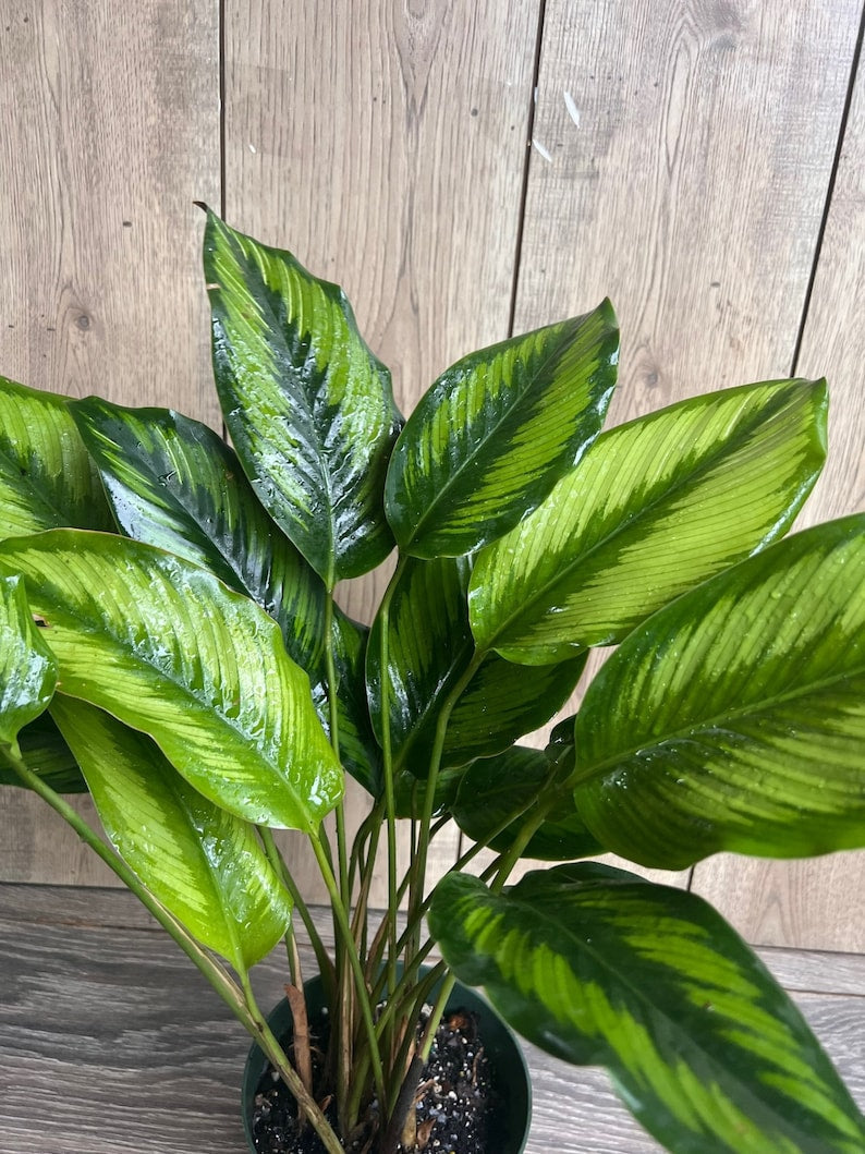 Calathea Beauty Star Plant - 6" Pot - Ornamental Prayer Plant - Calathea ornata - Indoor Houseplant