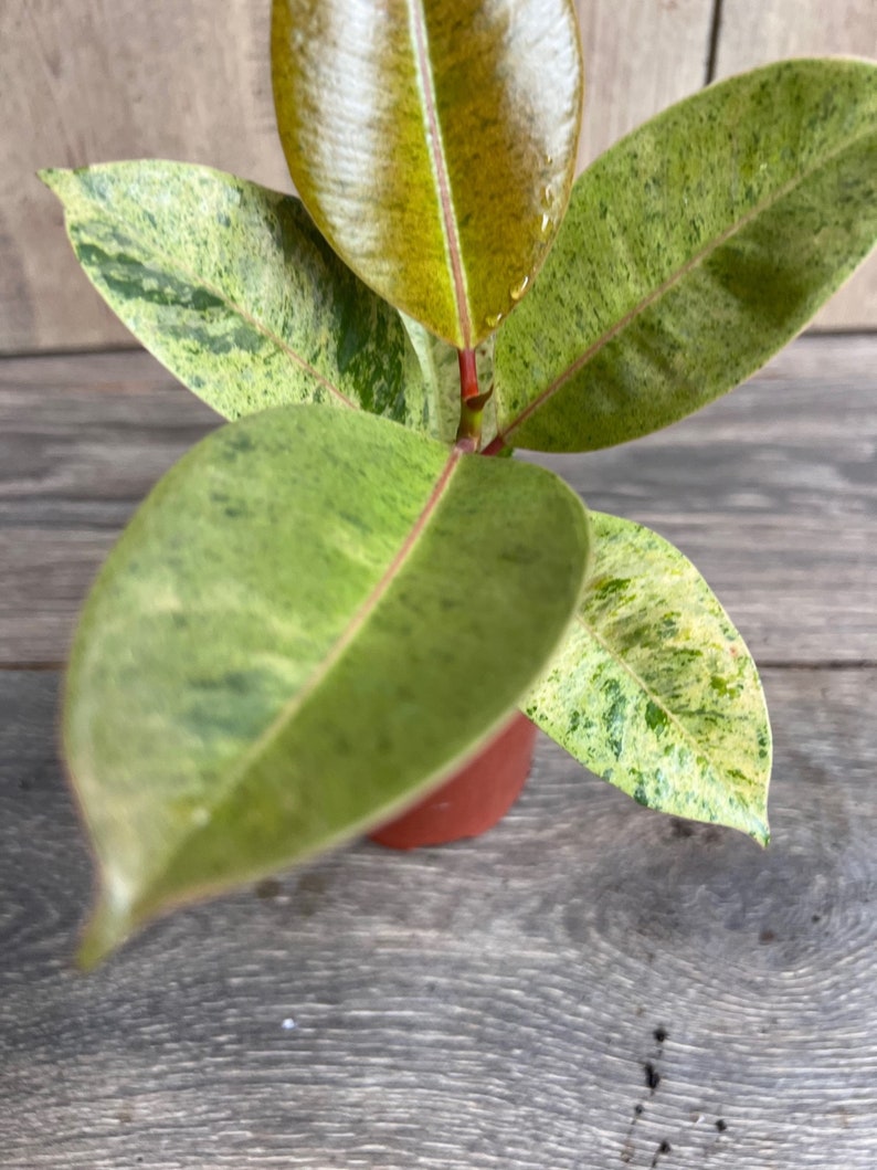 Ficus Shivereana Variegated 4" Potted Plant - Rare Indoor Lime Green Foliage