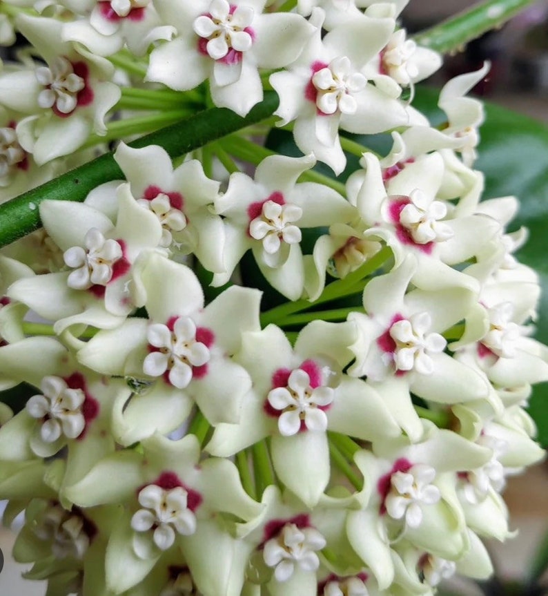 Hoya Australis Lisa in 6" Pot - Hardy Climbing Vine with Fragrant White Flowers