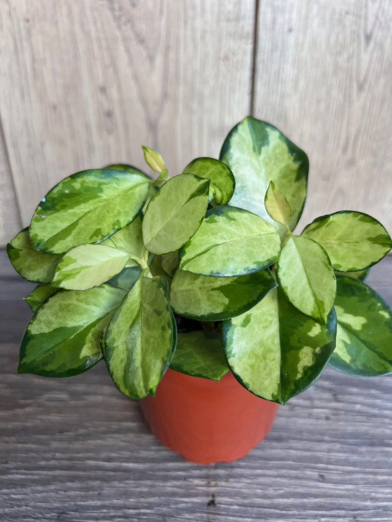 Hoya Australis Lisa Variegated Wax Vine 4" Pot - Indoor Vining Plant