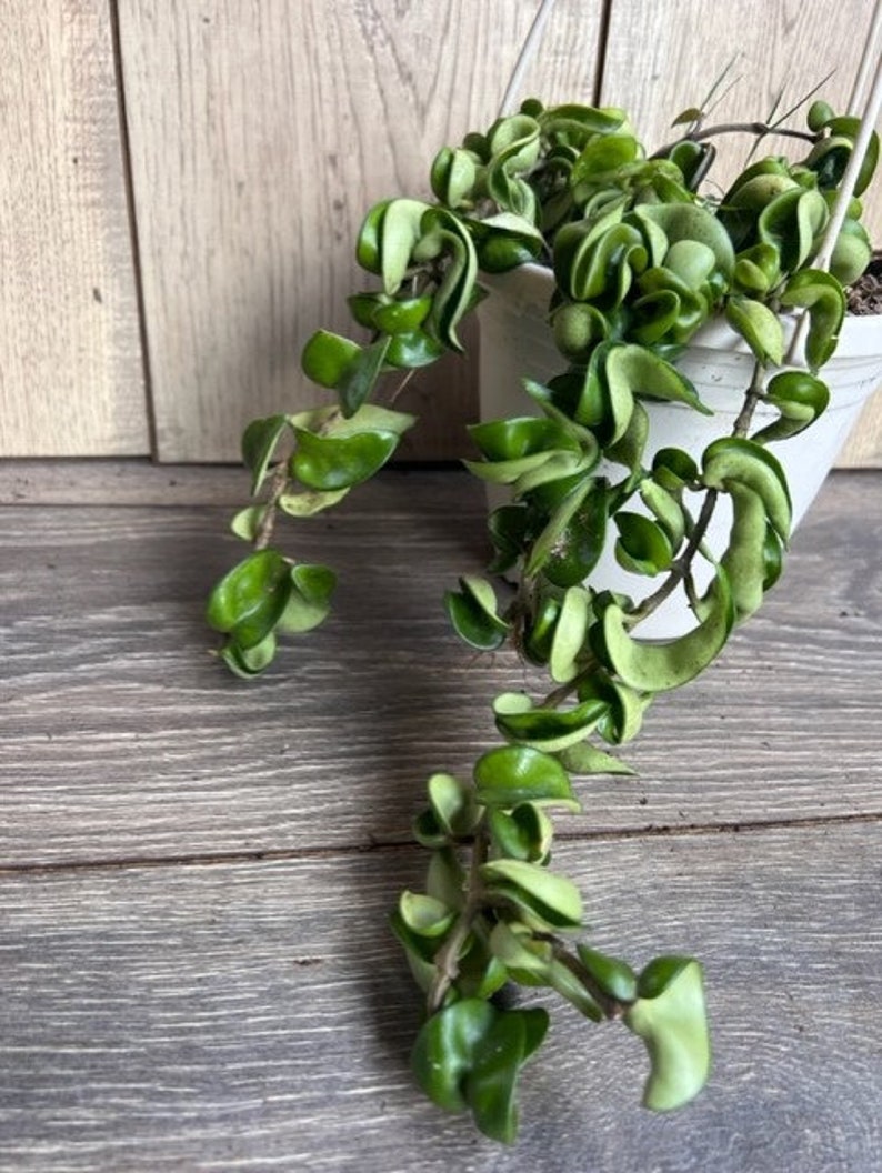 Hoya Hindu Rope Plant 6" Pot - Hoya carnosa compacta Indoor Hanging Succulent