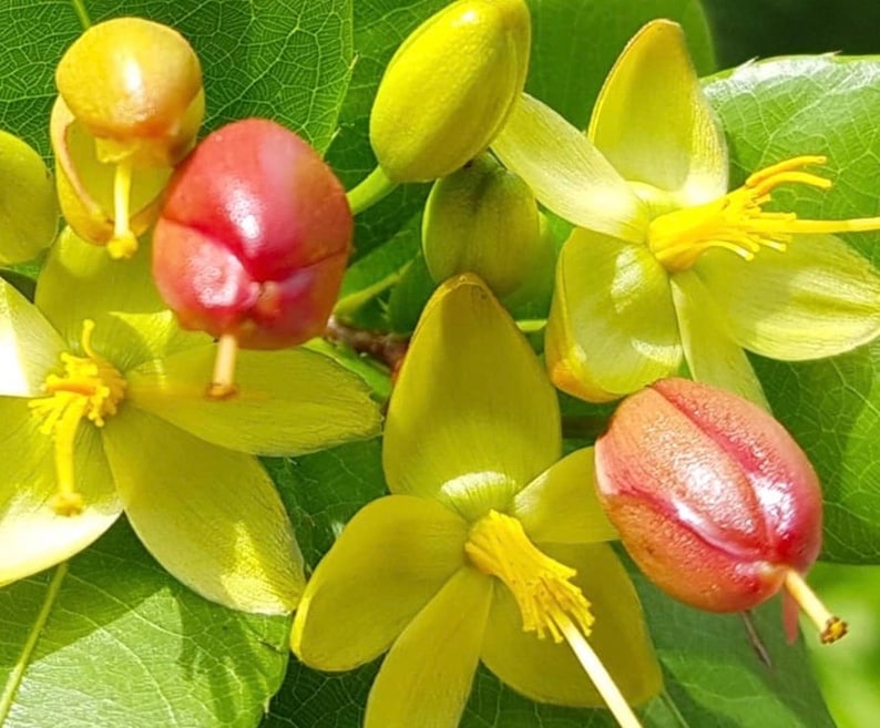 Mickey Mouse Plant - Ochna serrulata in 6" Pot | Evergreen Shrub with Glossy Leaves & Showy Flowers