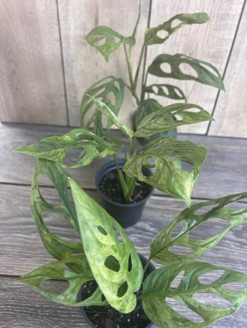 Variegated Monstera Adansonii Mint Plant in 4" Pot - Rare Indoor Tropical Houseplant