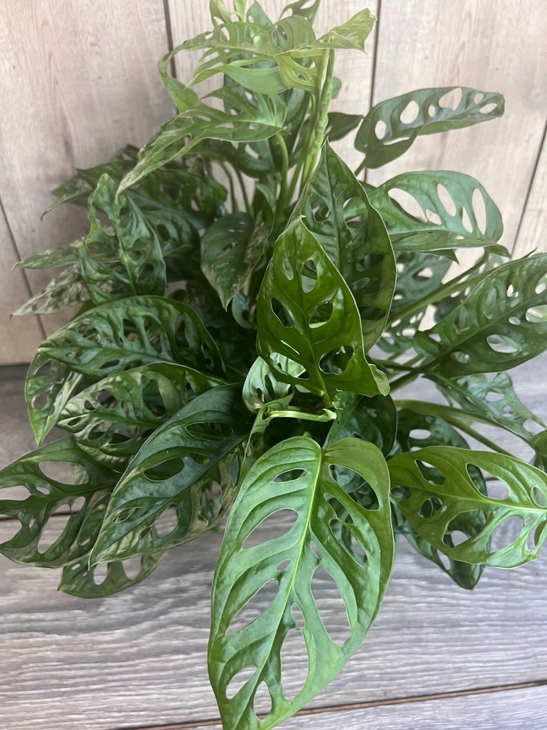 Monstera Adansonii Plant in 6" Pot, Swiss Cheese Vine, Indoor Tropical Houseplant, Live Greenery, Climbing or Trailing Vine
