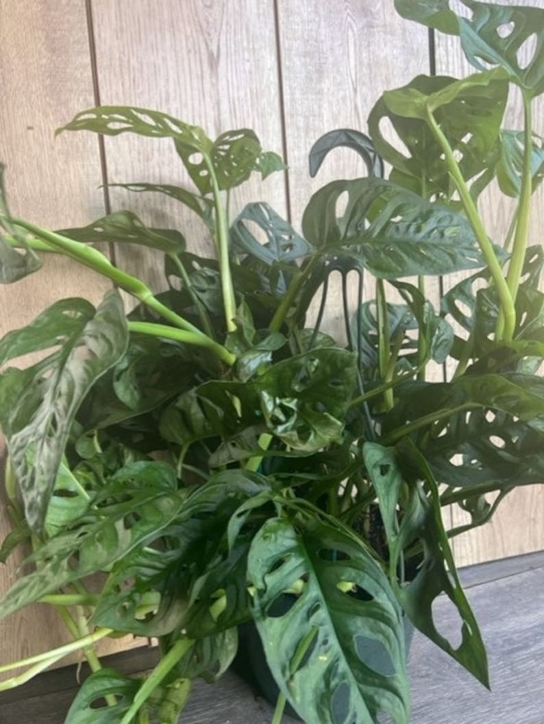 Monstera Adansonii 8" Pot Swiss Cheese Vine Indoor Houseplant