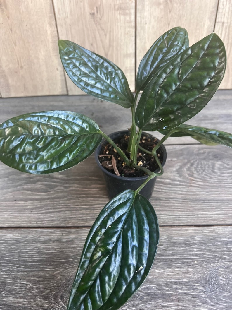 Monstera Peru House Plant in 4" Pot - Rare Monstera Karstenianum with Textured Leaves