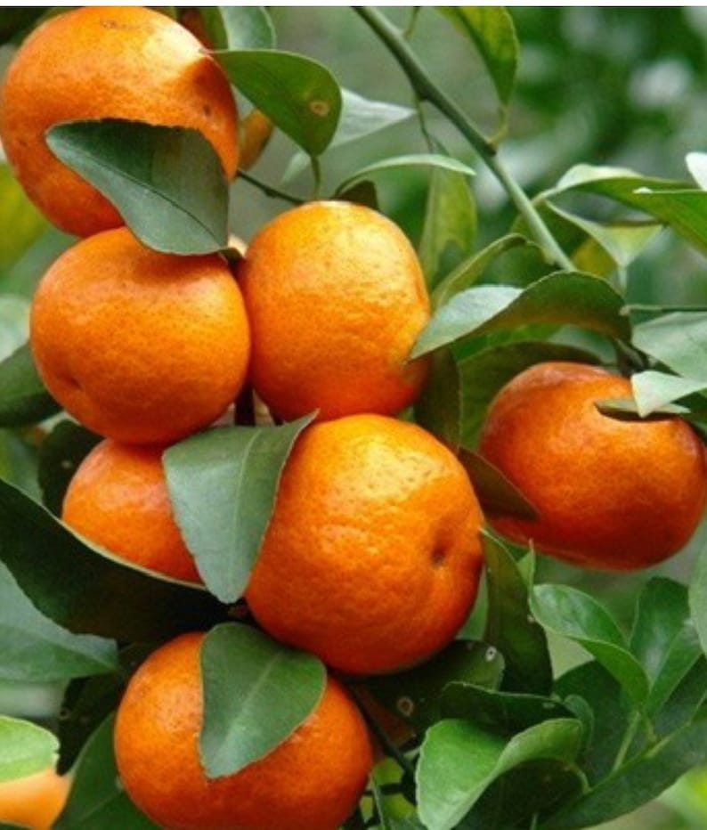 Cara Cara Orange Seeds - 5+ Pack for Garden Planting, Citrus x sinensis, Fruit Tree, Non-GMO, Fast Shipping