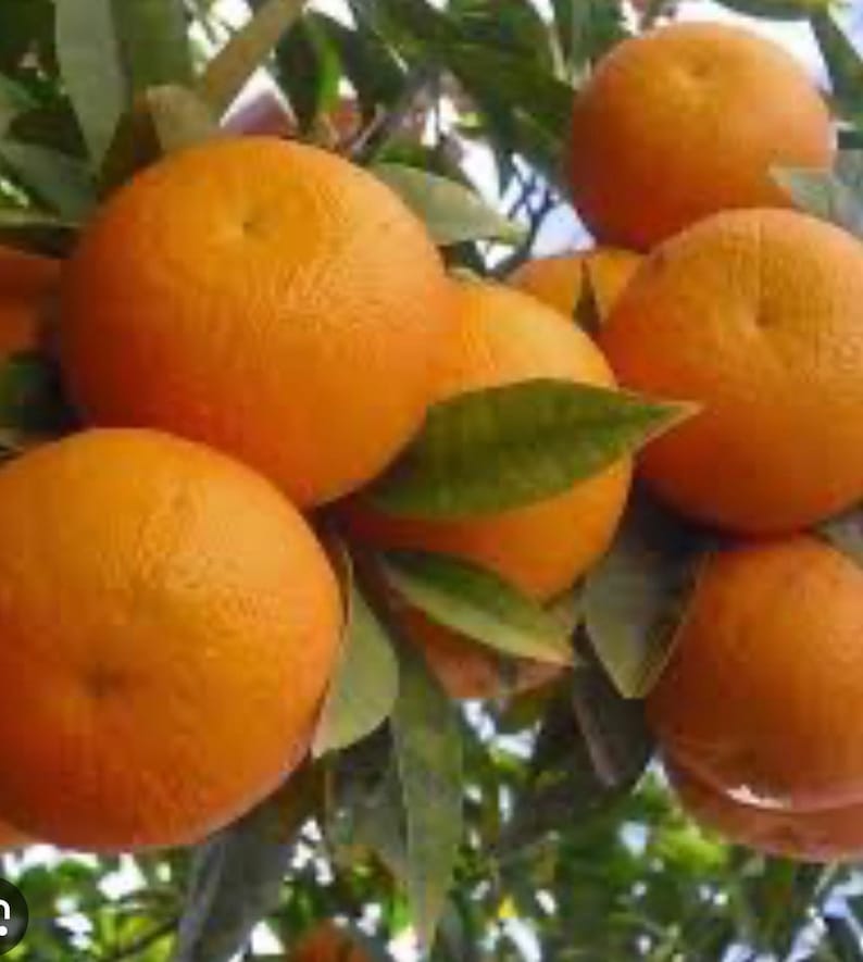 Sunburst Tangerine Tree - Grafted Citrus in 1/2 Gallon Pot - Florida Shipping