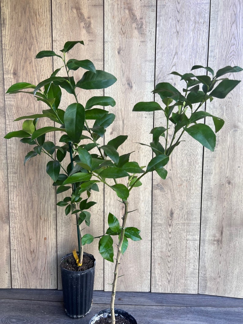 Meyer Lemon Tree in 1/2 Gallon Pot - Sweet, Self-Fertile Citrus × meyeri
