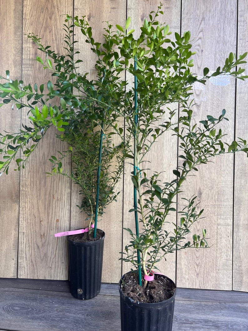 Finger Lime Tree 1/2 Gallon Pot Microcitrus australasica Florida Shipping Only