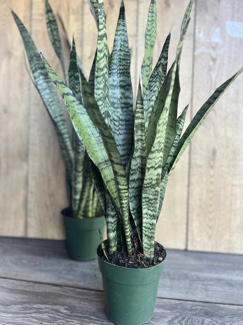 Sansevieria Zeylanica Snake Plant in 4" Pot | Low Light Tolerant Indoor Air Purifier