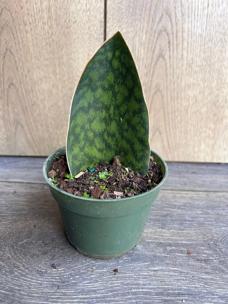 Sansevieria Whale Fin Snake Plant in 6" Pot | Sansevieria masoniana | Low Maintenance Indoor Air Purifying Plant