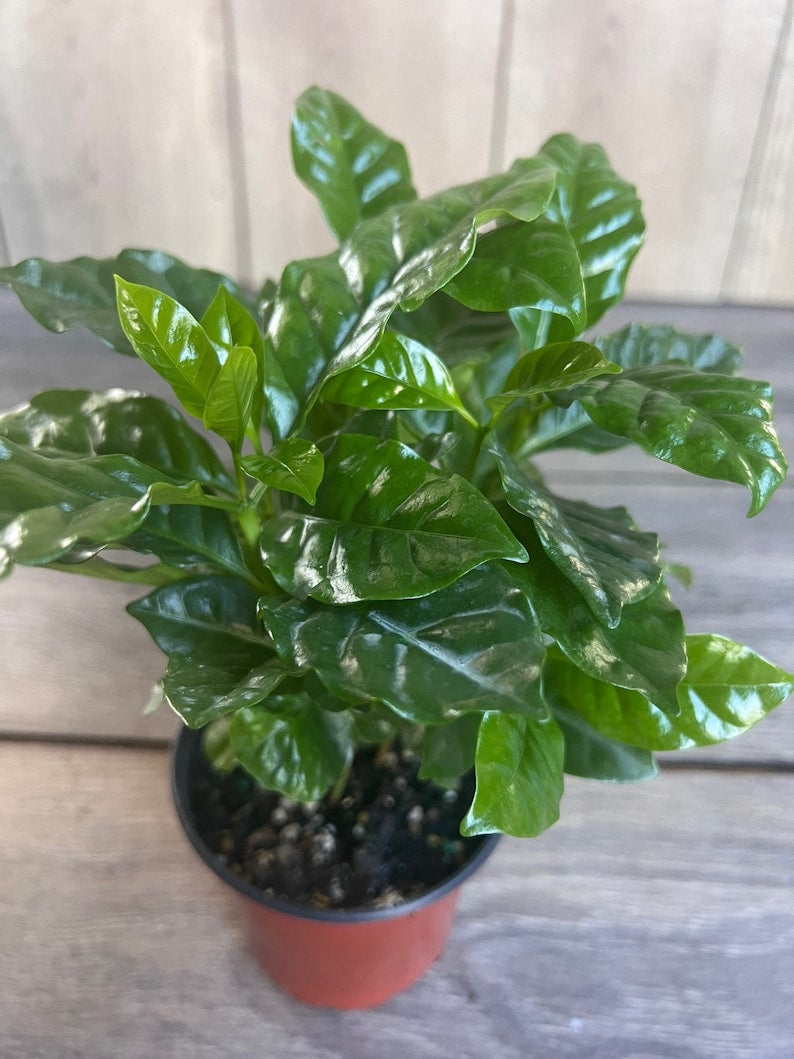 Coffee Plant - 4" Pot - Arabica Variety - Coffea arabica - Easy Care Indoor Houseplant