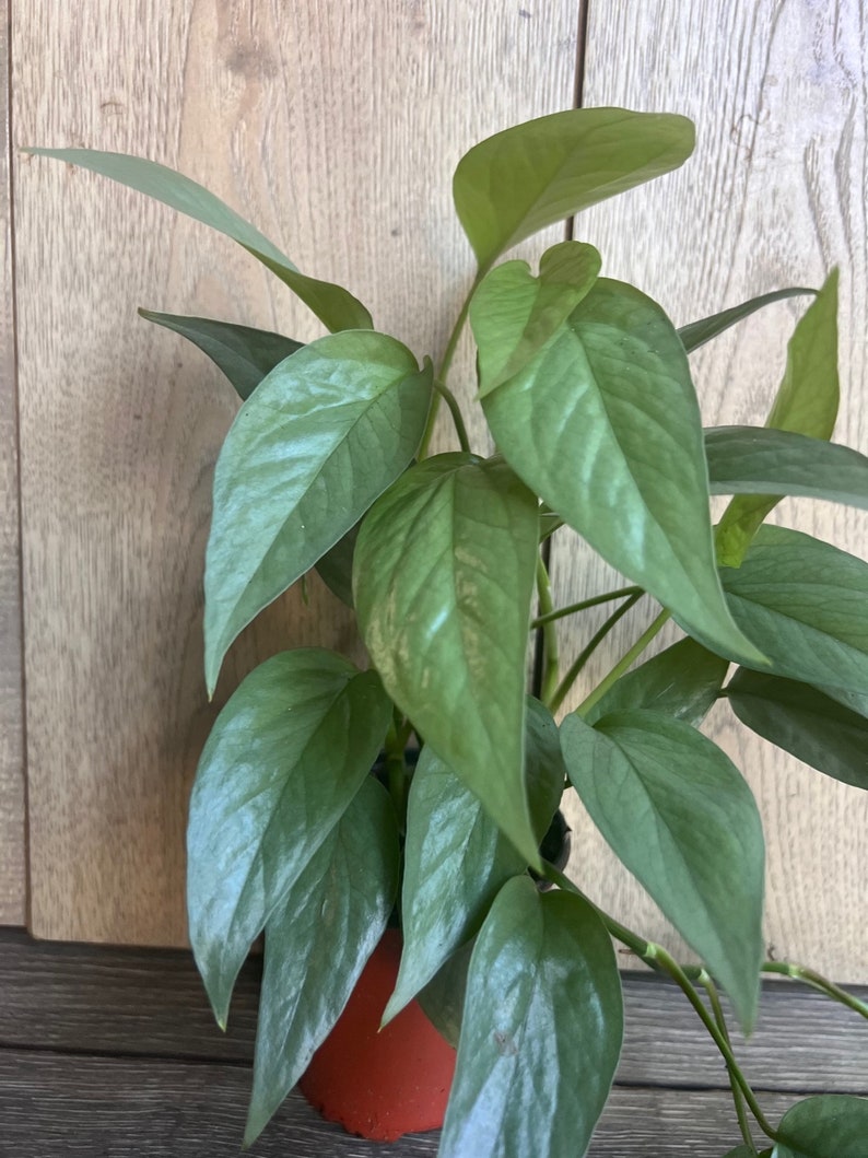 Cebu Blue Pothos in 4" Pot | Epipremnum Aureum Indoor Vining Plant