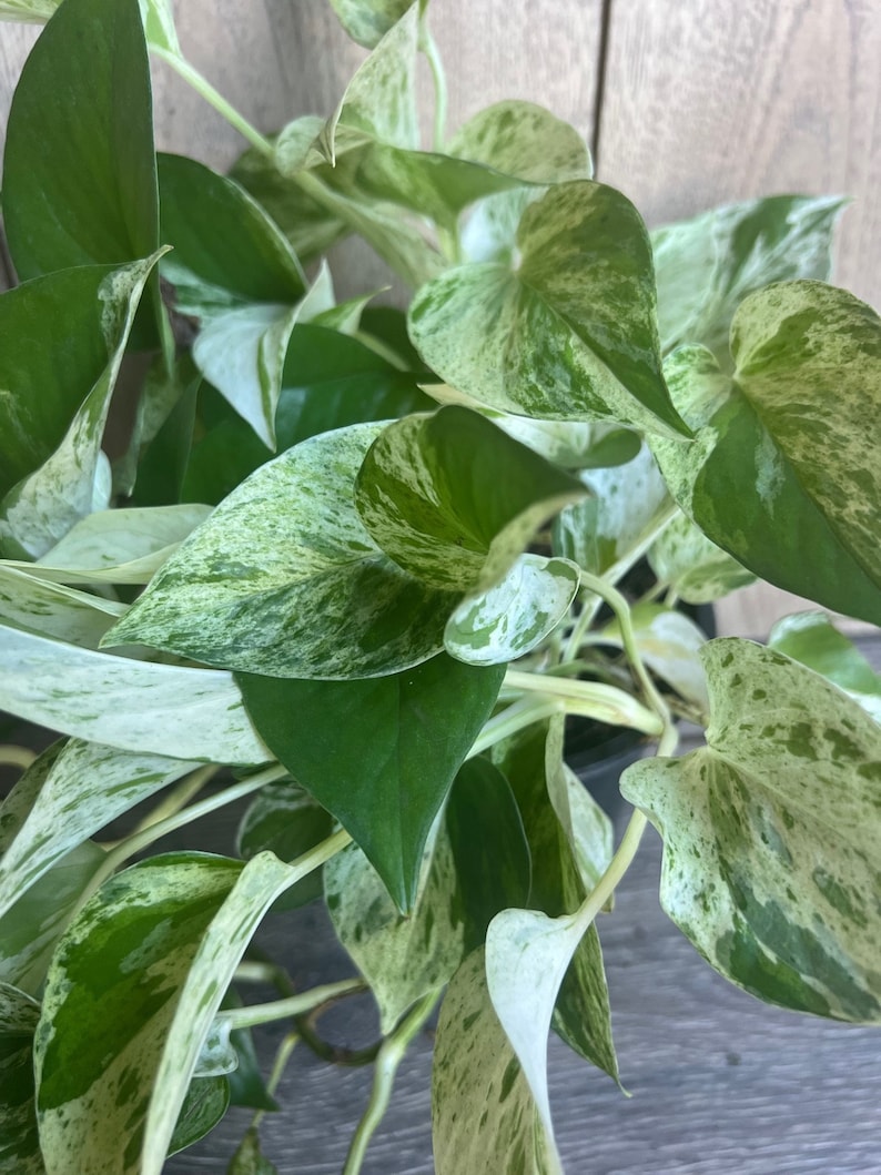 Marble Queen Pothos Plant in 6" Pot - Variegated Epipremnum aureum for Low Light