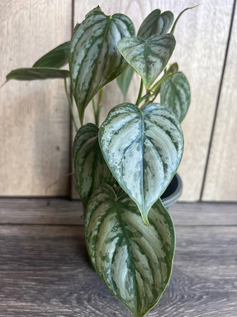 Philodendron Brandi 4" Pot - Rare Brandtianum with Heart-Shaped Dark Green & Silver Leaves
