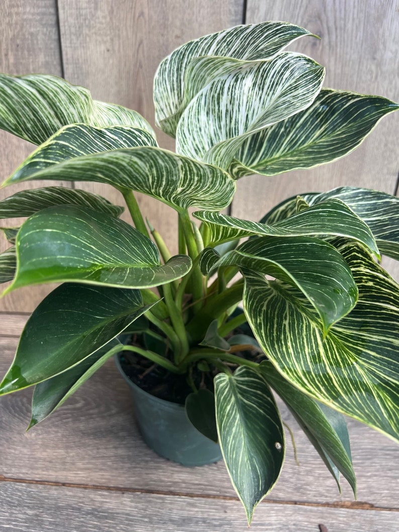 Philodendron Birkin Live Plant in 6" Pot, Variegated Houseplant, Indoor Plant, Easy Care, Philodendron 'Birkin'