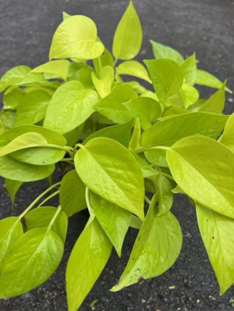Neon Pothos Plant in 6" Pot - Epipremnum aureum - Bright Green Low Maintenance Indoor Houseplant