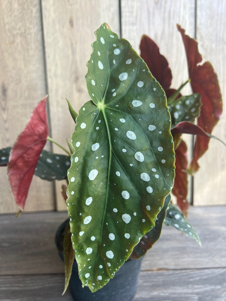 Begonia Maculata 6" Pot - Polka Dot Begonia, Indoor Tropical Houseplant