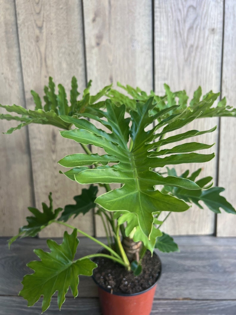 Philodendron Lickety Split 6" Pot - Tropical Houseplant with Slender Leaves