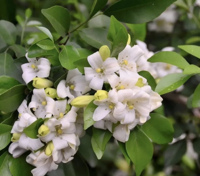 Orange Jasmine Plant in 6" Pot - Murraya paniculata, Fragrant Tropical Evergreen
