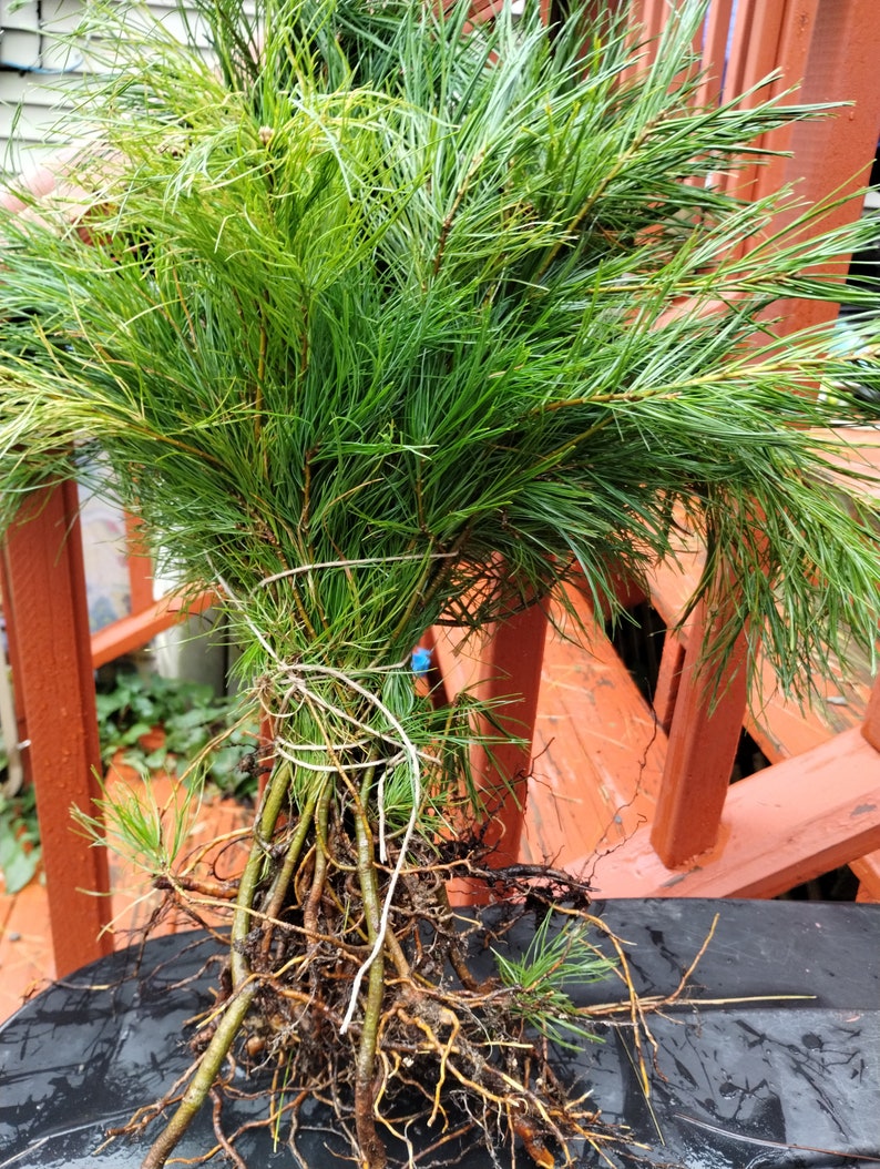 200 White Pine Bare Root Seedlings – Pinus strobus – Fast-Growing Evergreen for Reforestation & Landscaping