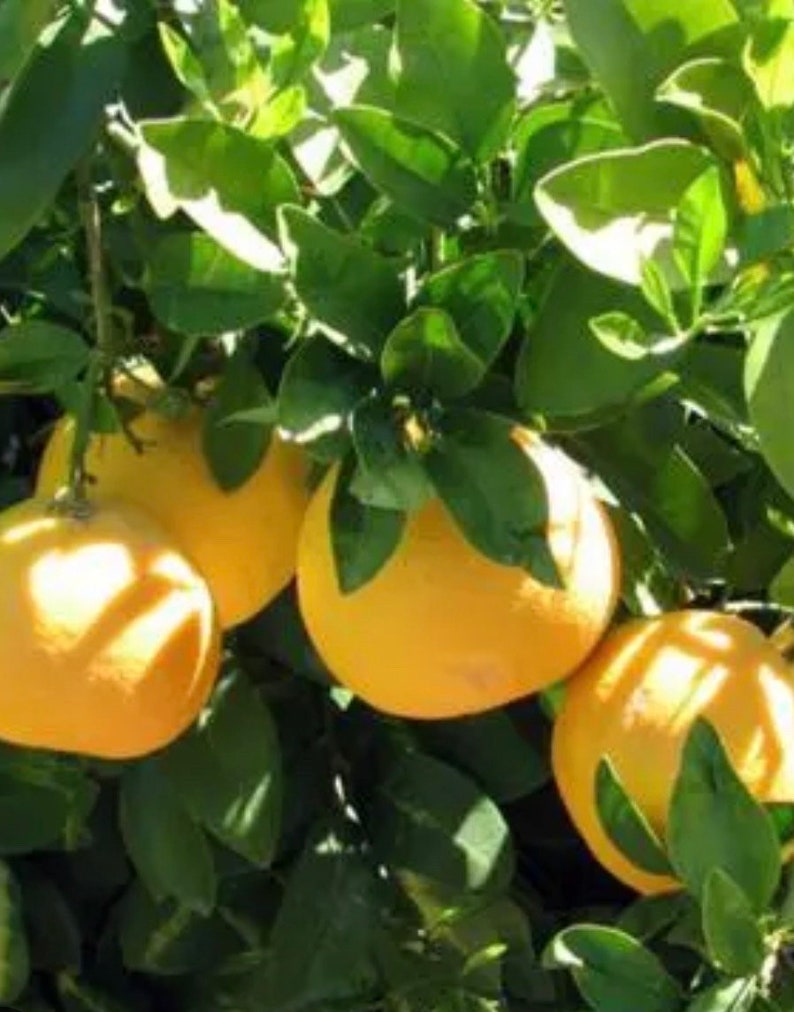 Ray Ruby Grapefruit Tree in 1/2 Gal Pot, Grafted Citrus x paradisi, Sweet-Tart Fruit, Compact Evergreen, Florida Shipping