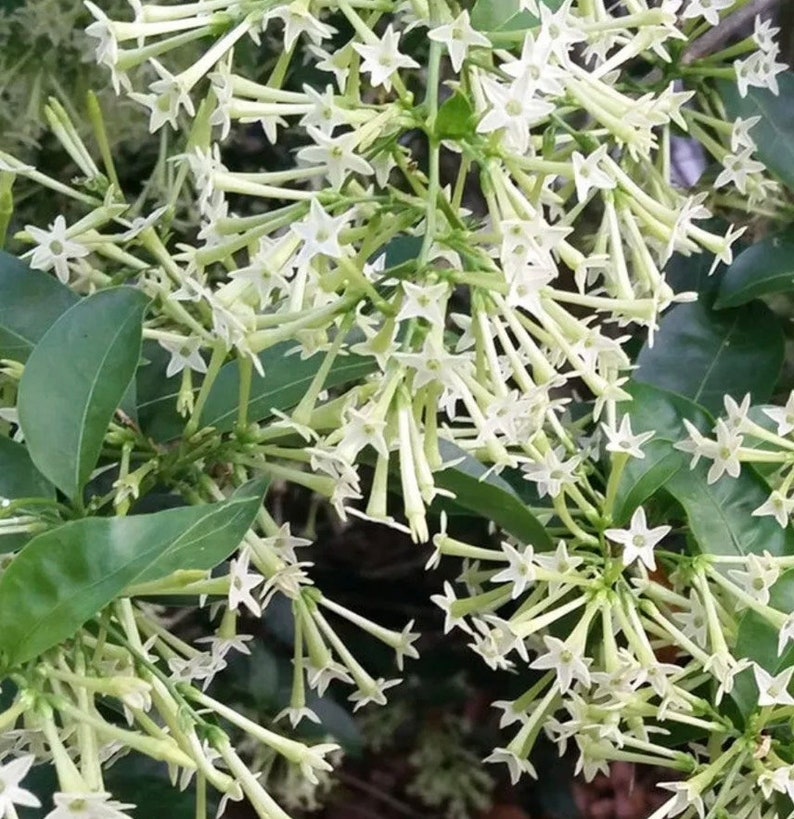 Night Blooming Jasmine Plant in 6" Pot - Cestrum nocturnum, Fragrant White-Yellow Flowers