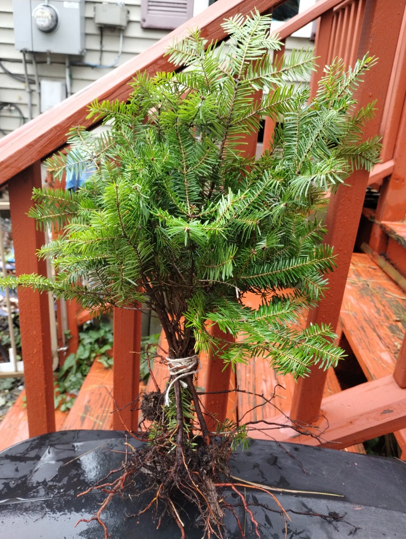 Balsam Fir Bare Root Seedlings, Conifer Trees for Planting, Christmas Trees, Wreaths, Abies balsamea, 12 Pack