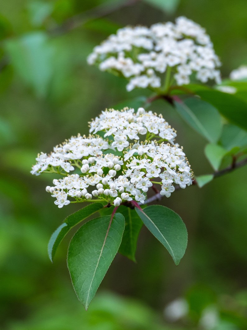 Black Haw Viburnum Plants - 2 Pack in 4" Containers - Viburnum prunifolium Native Shrub