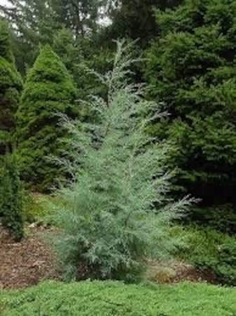 Carolina Sapphire Cypress Tree Quart Pot | Fast-Growing Evergreen Shrub | Cupressus leylandii | Silvery-Blue Foliage | USDA Zones 6-9