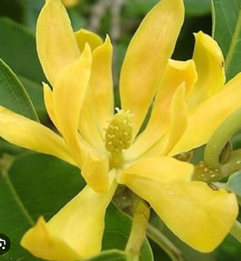Yellow Magnolia Champaca Plant in 4" Pot, Fragrant Golden Flowers, Michelia champaca, Joy Perfume Tree for Garden or Indoor