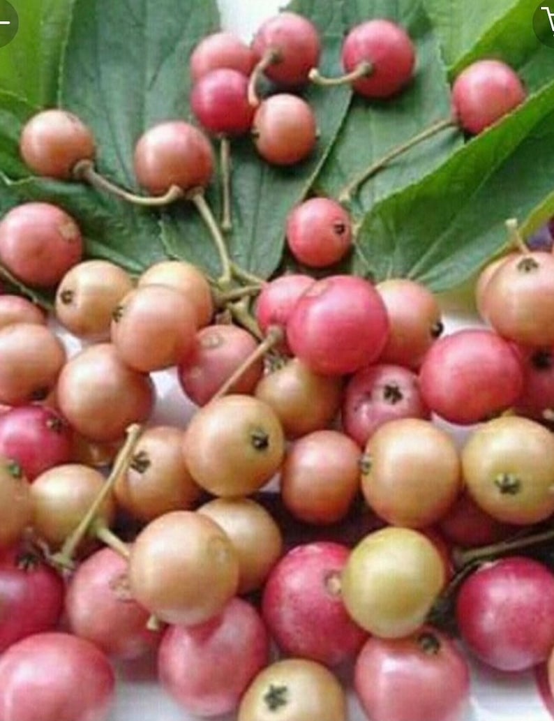 Jamaican Cherry Plant in 10" Pot, Muntingia calabura, Tropical Fruit Tree, Fast Growing Strawberry Tree for Garden & Patio