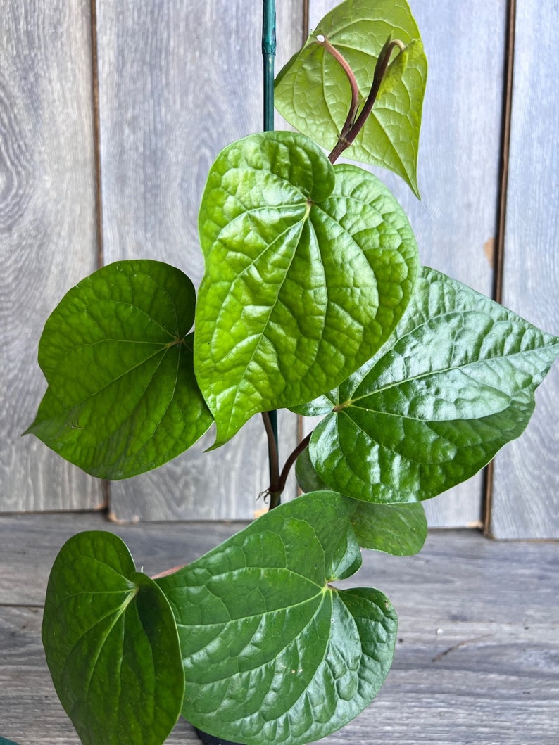 Betel Leaf Plant Piper Betel in 4 Inch Pot - Edible Vine for Culinary and Traditional Use