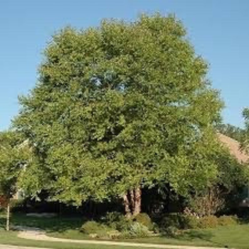 River Birch Quart Pot Plant Betula nigra Deciduous Tree for Landscaping and Gardens